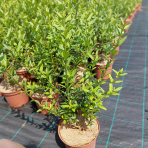 Vtáčí zob obyčajný (Ligustrum Vulgare) ´ATROVIRENS´ - výška 40-60 cm, kont. C2L